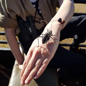 Armoured Bush Cricket Namibia