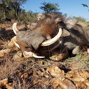 Hunting Warthog Namibia