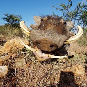 Namibia Hunt Warthog