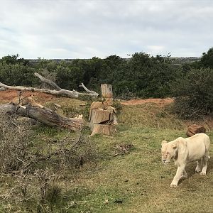 White Lion South Africa