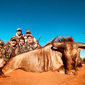 Golden Wildebeest Hunt in South Africa