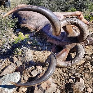 Hunt Kudu South Africa