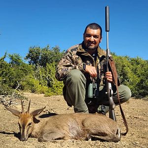 Hunting Duiker South Africa