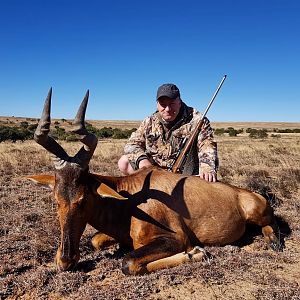 Red Hartebeest Hunting in South Africa