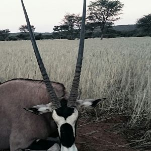 Hunt Gemsbok in Namibia