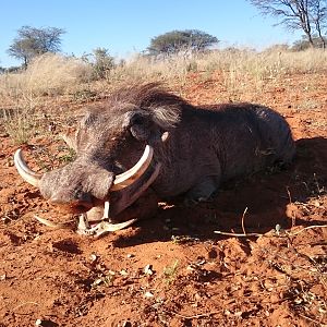 Warthog Hunting Namibia