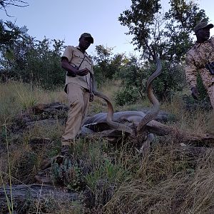 Namibia Hunting Kudu