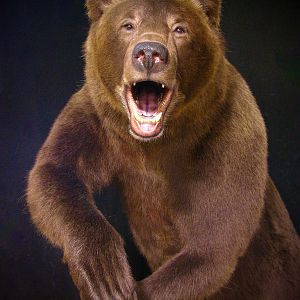 Brown Bear Full Mount Taxidermy