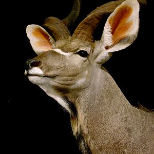 Kudu Shoulder Mount Pedestal Taxidermy