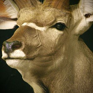 Kudu Shoulder Mount Pedestal Taxidermy Close Up