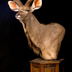 Kudu Shoulder Mount Pedestal Taxidermy