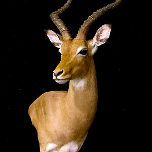 Impala Shoulder Mount Pedestal Taxidermy