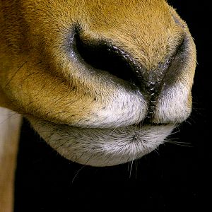 Impala Shoulder Mount Pedestal Taxidermy Close Up