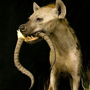 Spotted Hyena Full Mount Taxidermy