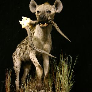 Spotted Hyena Full Mount Taxidermy