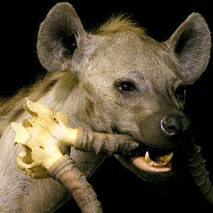 Spotted Hyena Full Mount Taxidermy