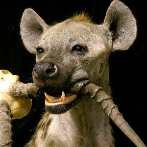 Spotted Hyena Full Mount Taxidermy