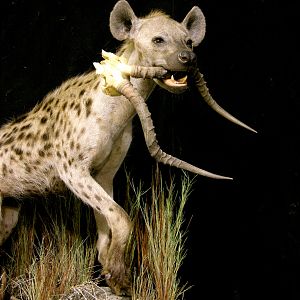 Spotted Hyena Full Mount Taxidermy