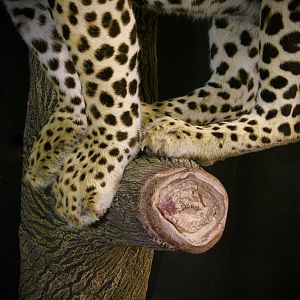 Leopard Full Mount Taxidermy