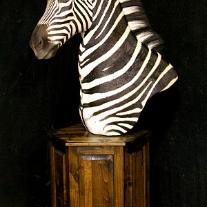 Burchell's Plain Zebra Shoulder Mount Pedestal Taxidermy