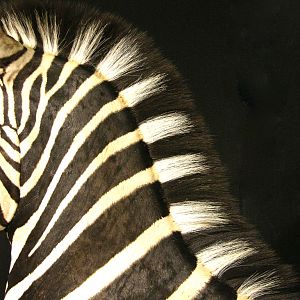 Burchell's Plain Zebra Shoulder Mount Pedestal Taxidermy