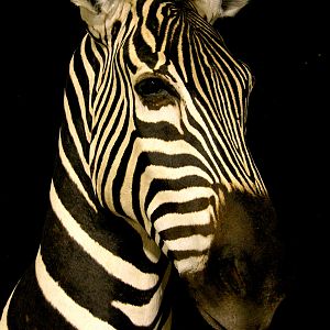 Burchell's Plain Zebra Shoulder Mount Pedestal Taxidermy