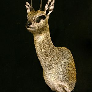 Klipspringer Shoulder Mount Taxidermy