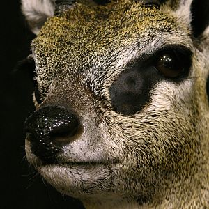 Klipspringer Shoulder Mount Taxidermy