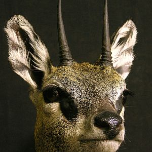 Klipspringer Shoulder Mount Taxidermy