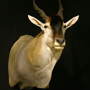 Eland Shoulder Mount Taxidermy