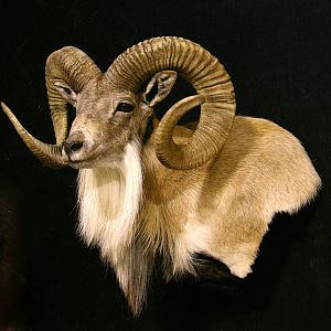 Transcasian Urial Sheep Shoulder Mount Taxidermy