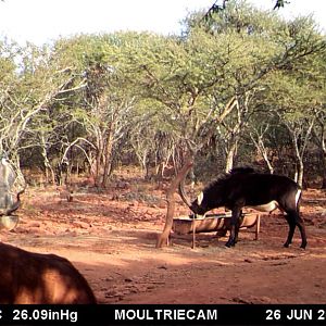 Sable Antelope Trail Cam Pictures South Africa