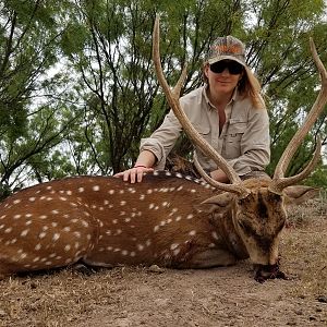 Free Range Axis Deer Hunt in Texas