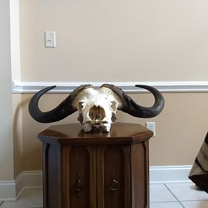 Cape Buffalo European Skull Mount Taxidermy