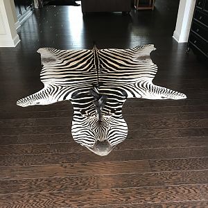 Zimbabwe Zebra