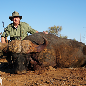 Limpopo Buffalo