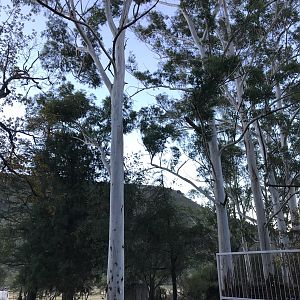Eucalyptus Tree "Bloekomboom" South Africa