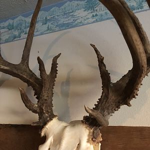 Deer European Skull Mount Taxidermy