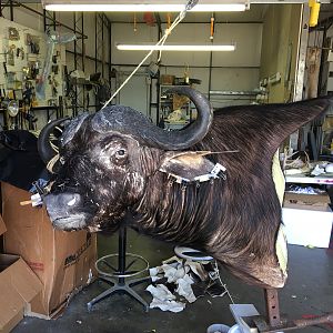 Cape Buffalo Taxidermy Progress