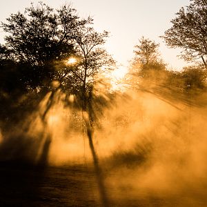 Early Morning South Africa