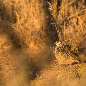 Sandgrouse South Africa