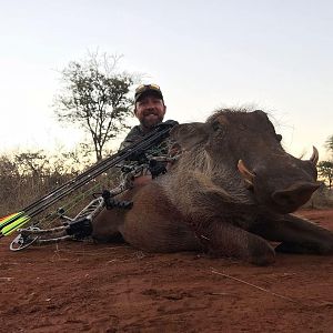 Warthog Bow Hunting South Africa
