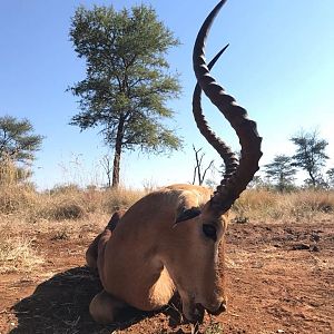 Hunt Impala in South Africa