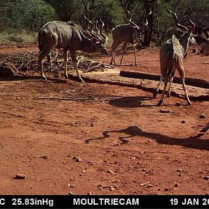 Trail Cam Pictures of Kudu in South Africa