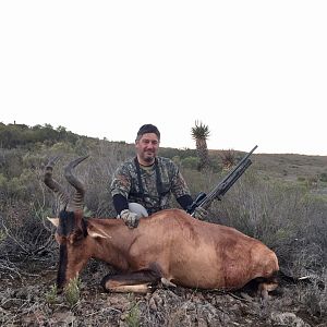 Red Hartebeest Hunting South Africa