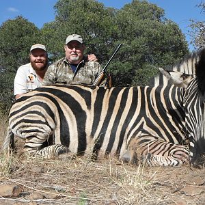 South Africa Hunt Burchell's Plain Zebra