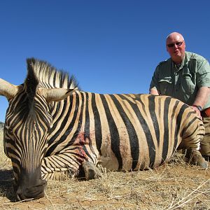 Hunt Burchell's Plain Zebra in Namibia