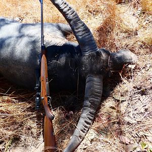 Asiatic Water Buffalo Hunt Australia