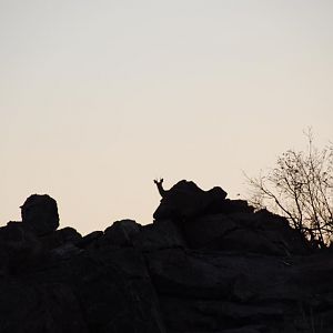 Klipspringer in the dawn