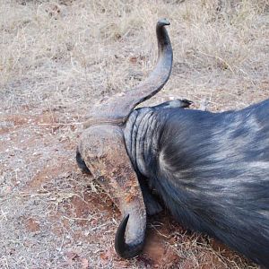 Hunting Cape Buffalo Zimbabwe